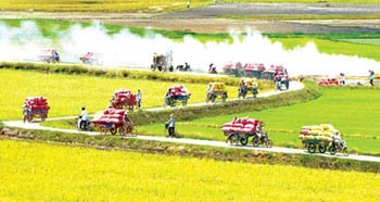 Mekong Delta is amidst the harvest of summer-autumn rice crop (Photo: SGGP) Mekong Delta is amidst the harvest of summer-autumn rice crop (Photo: SGGP)